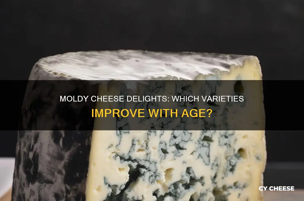 what cheese is good when it