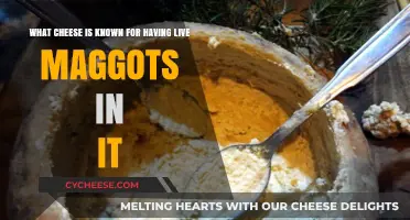 The Shocking Truth About Casu Marzu: Maggot-Infested Cheese Explained