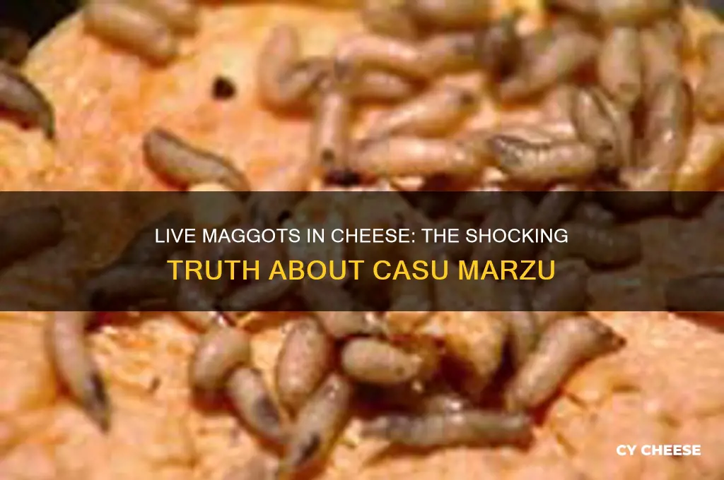 what cheese is known to have live magogots in it