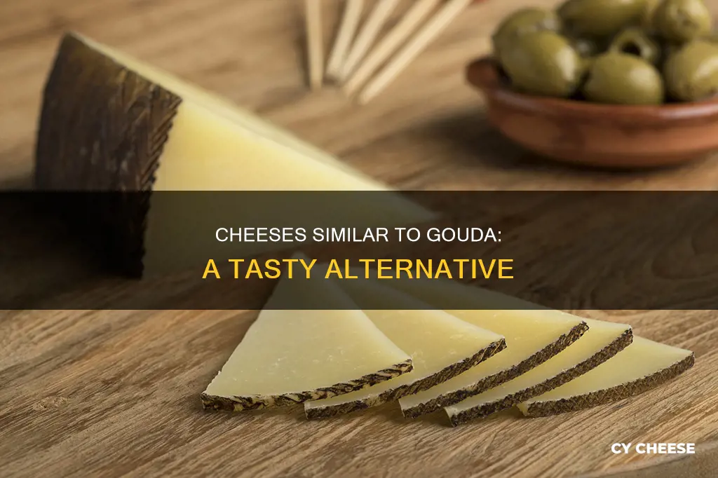 what cheese is like gouda