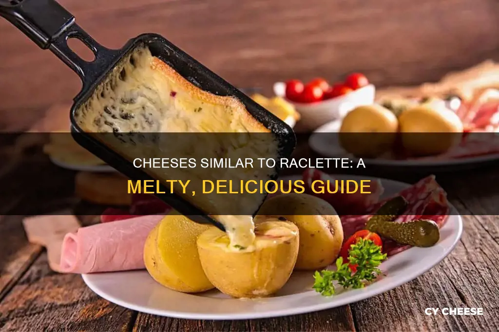 what cheese is like raclette