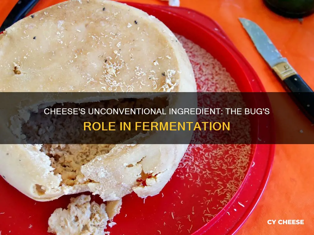 what cheese is made from bugs