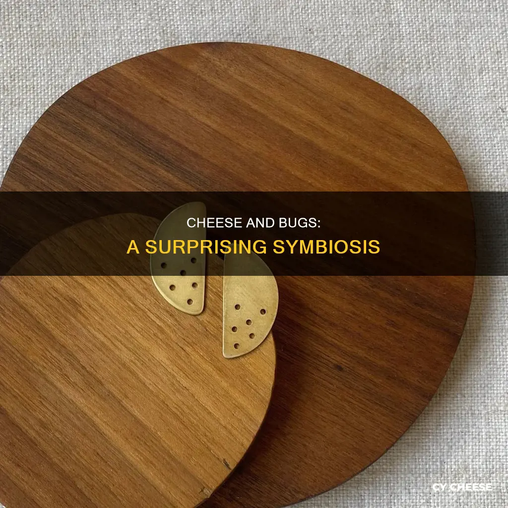 what cheese is made from bugs