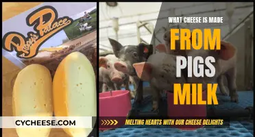 The Mystery of Cheese From Pig's Milk