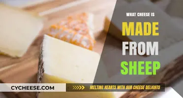 Sheep's Milk Delights: Exploring the World of Cheeses