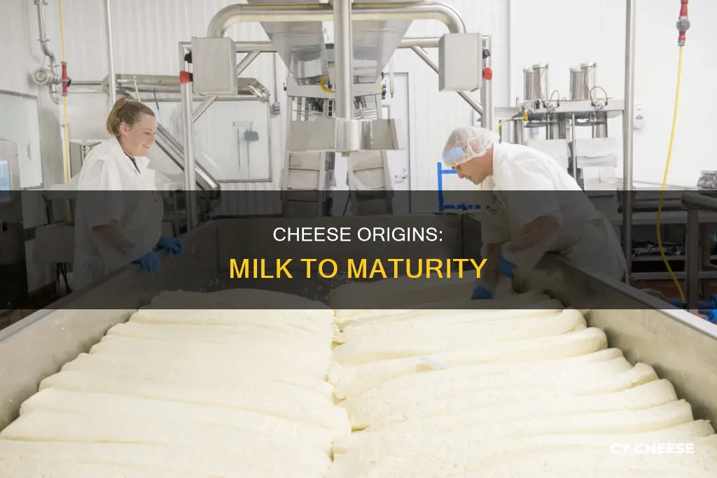 what cheese is made from