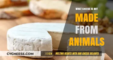 Exploring Vegan Cheese: Plant-Based Alternatives to Animal-Derived Cheeses