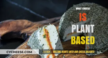 Exploring Plant-Based Cheese: Vegan Options and Dairy-Free Alternatives