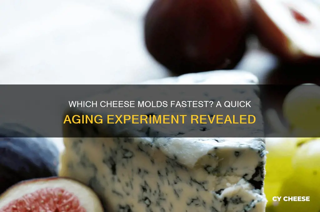what cheese molds the fastest