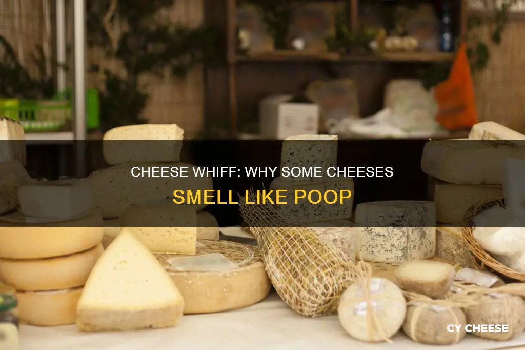 what cheese smells like poop