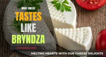 Cheese Exploration: Bryndza's Unique Taste and Cheesy Cousins