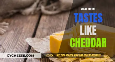 The Cheddar Experience: A Tasty Adventure