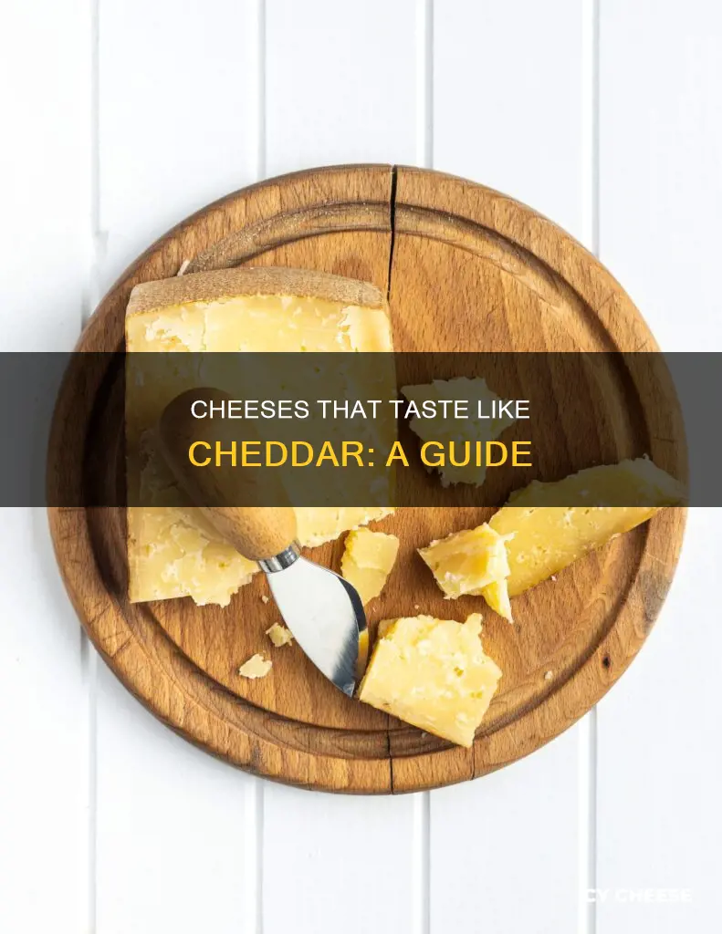 what cheese tastes like cheddar