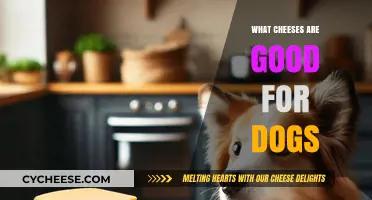 Safe and Tasty Cheeses Your Dog Will Love: A Guide