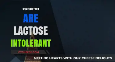 Lactose-Free Cheese Guide: Delicious Options for Sensitive Stomachs