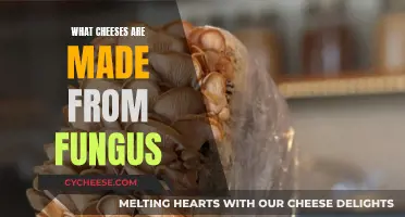 Cheeses and Fungi: A Delicious Partnership