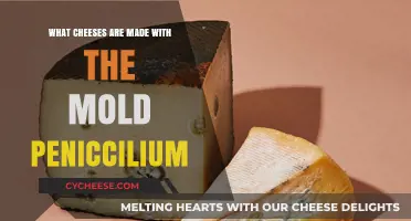 Cheese Mold Magic: Unveiling the Role of Penicillium