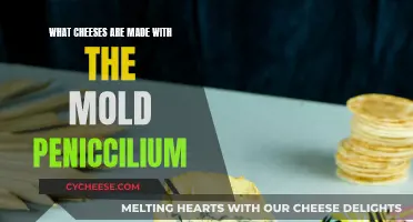 Moldy Magic: Cheeses Crafted with Penicillium