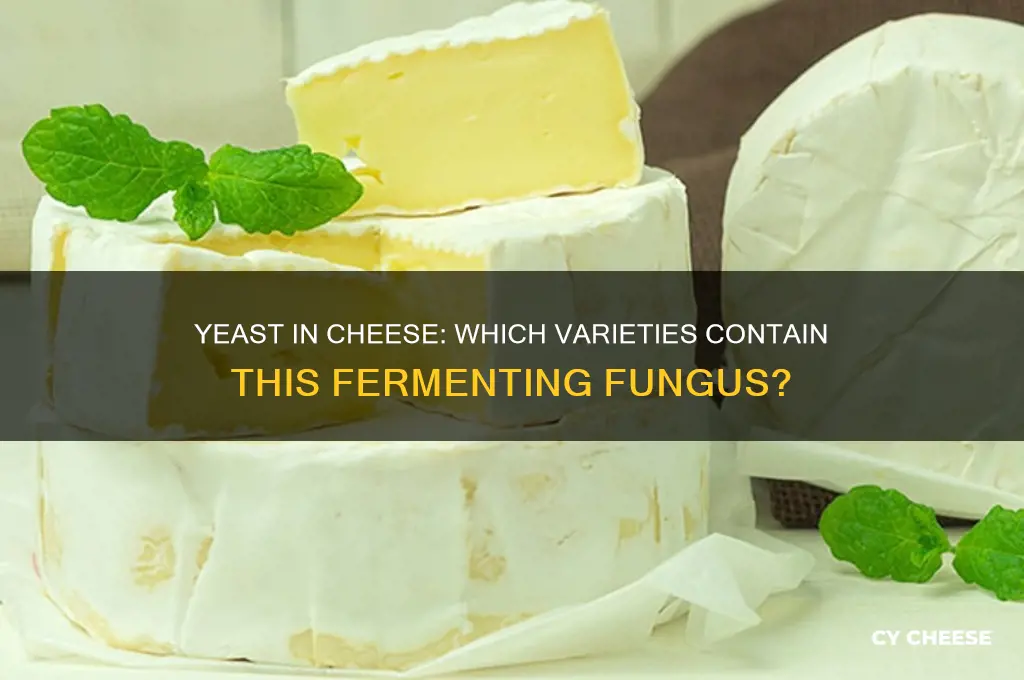 what cheeses contain yeast