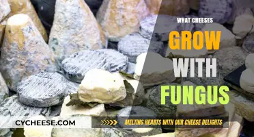 Fungal Delights: Exploring Cheeses That Thrive with Mold Growth