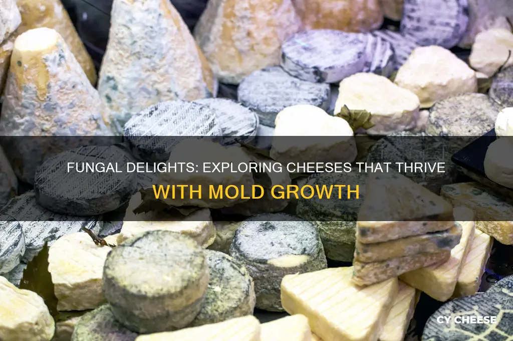 what cheeses grow with fungus