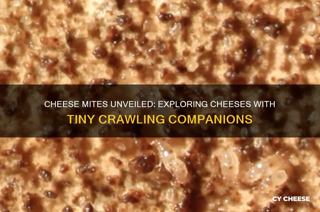 what cheeses have cheese mites