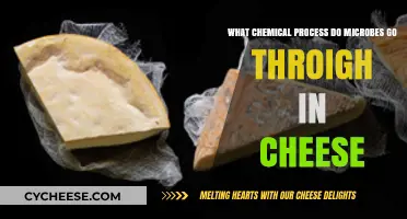 Microbial Magic: Unveiling Cheese's Fermentation Chemistry and Flavor Creation