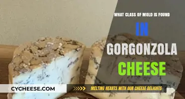Discovering the Mold Class Behind Gorgonzola Cheese's Signature Flavor