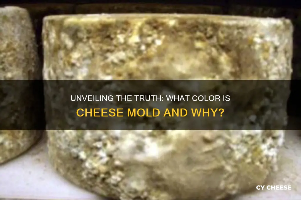 what color is cheese mold