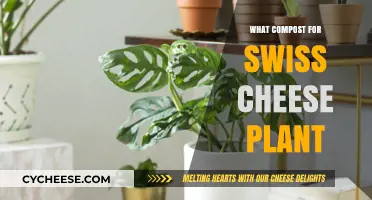 Best Compost for Swiss Cheese Plant Health