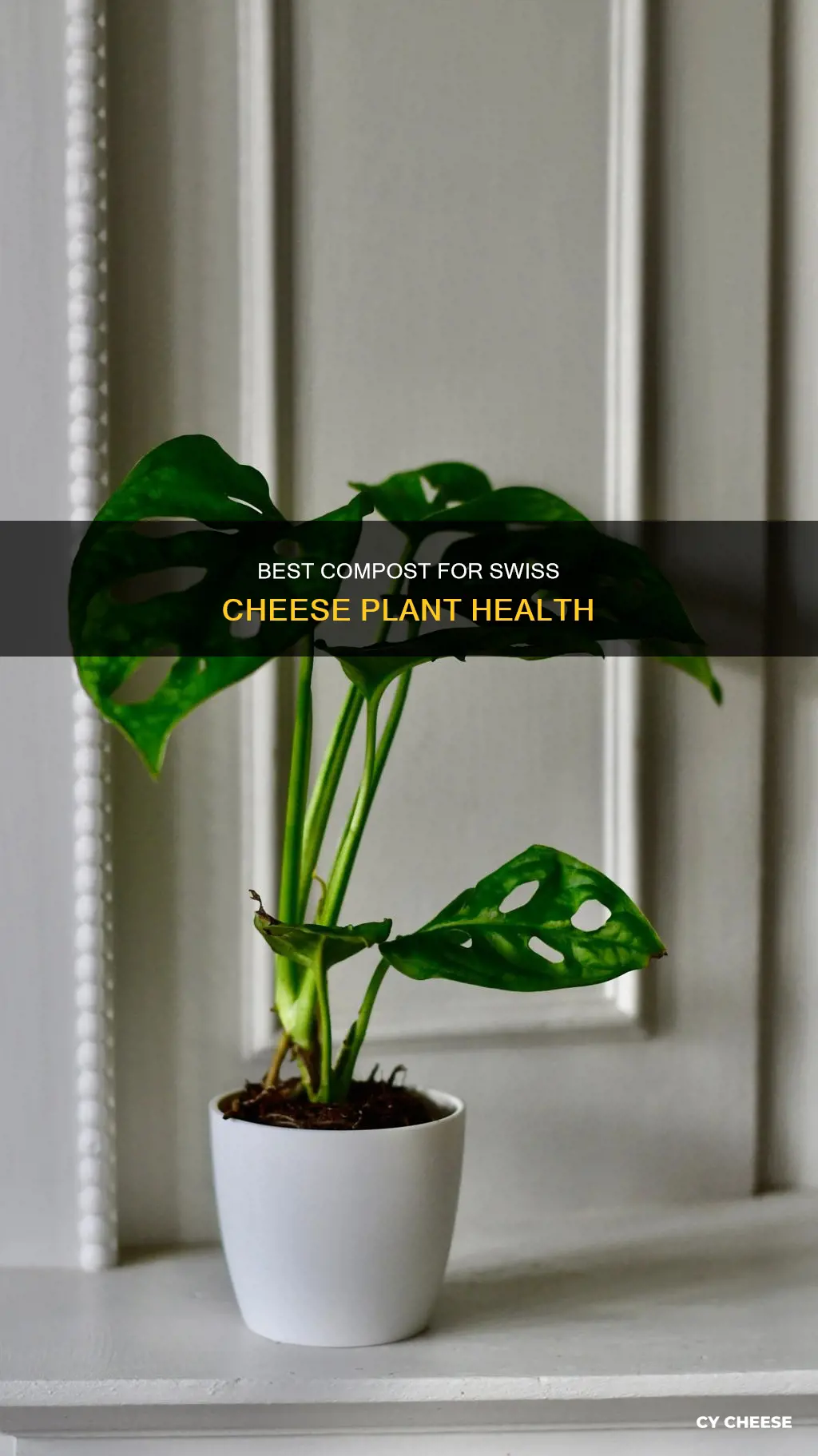 what compost for swiss cheese plant