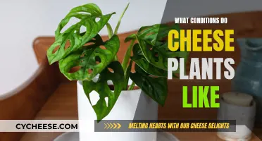 Cheese Plants: Thriving Conditions for Your Indoor Garden
