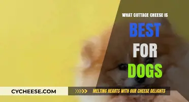 Best Cottage Cheese Options for Dogs: A Healthy Treat Guide