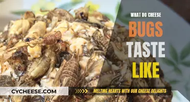 Bugs and Cheese: A Tasty Adventure