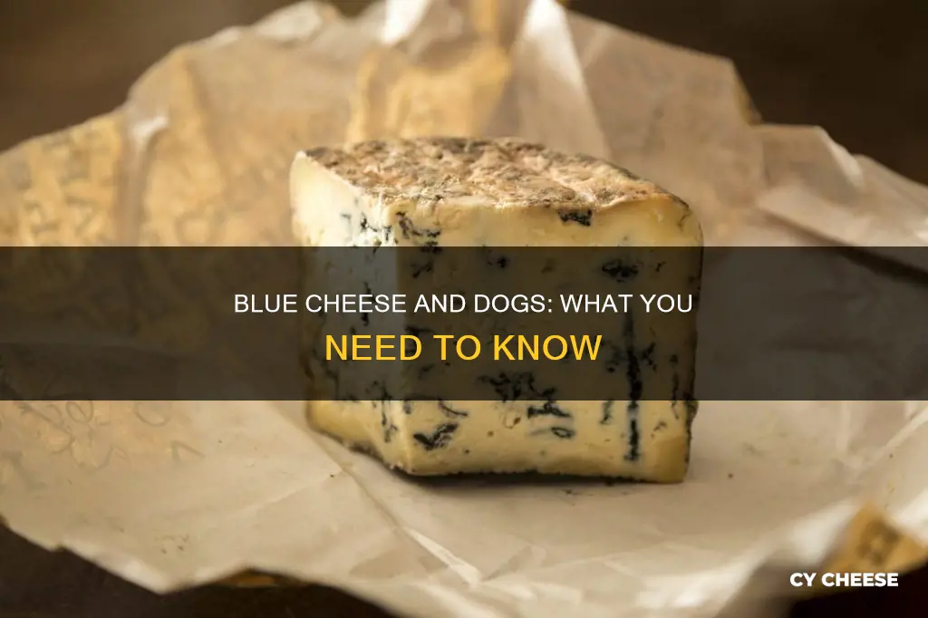 what do i do if my dog ate blue cheese