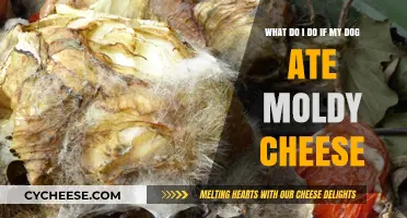 Dog Ate Moldy Cheese? Immediate Steps to Ensure Your Pet's Safety