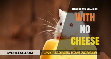 The Cheese-less Rat: Unraveling the Mystery of a Rodent's Dilemma
