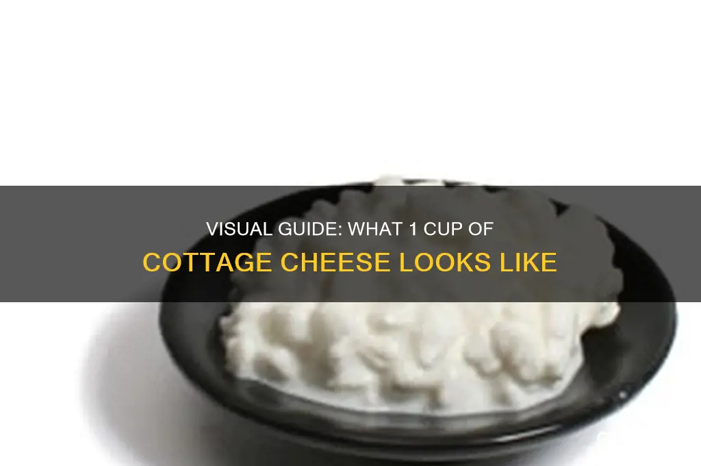what does 1 cup of cottage cheese look like