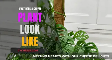 Cheese Plant Identification: Know Your Cheesy Foliage