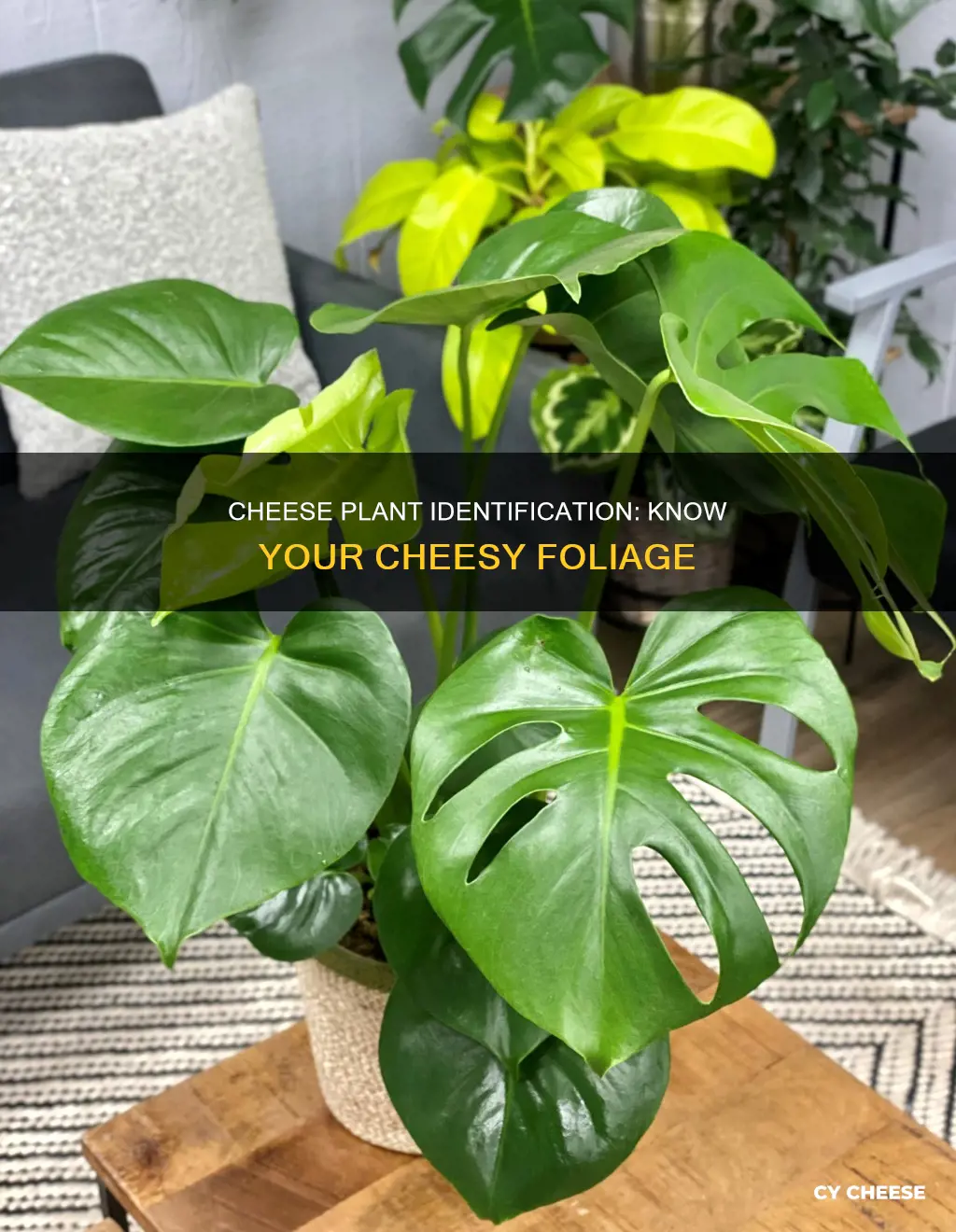 what does a cheese plant look like