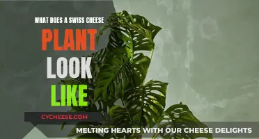 Swiss Cheese Plant: A Guide to its Unique Appearance