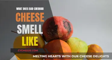 The Aroma of Cheddar: Unveiling the Smell of Bad Cheese