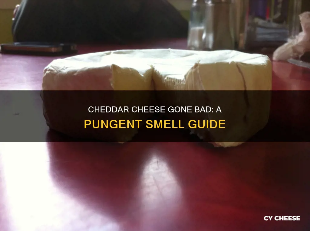 what does bad cheddar cheese smell like