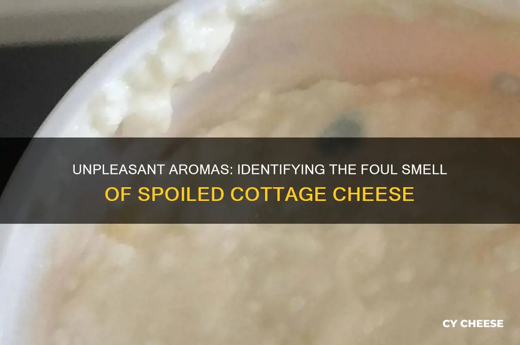 what does bad cottage cheese smell like