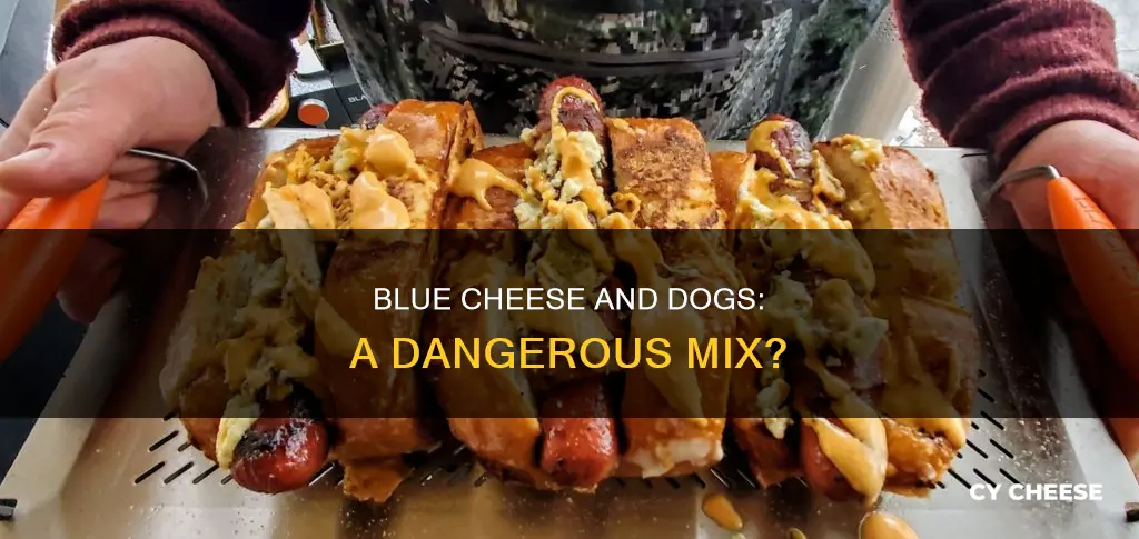 what does blue cheese do to dogs