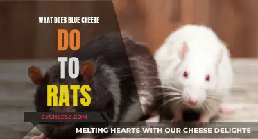 Blue Cheese: A Rat's Delight or Deadly Treat?