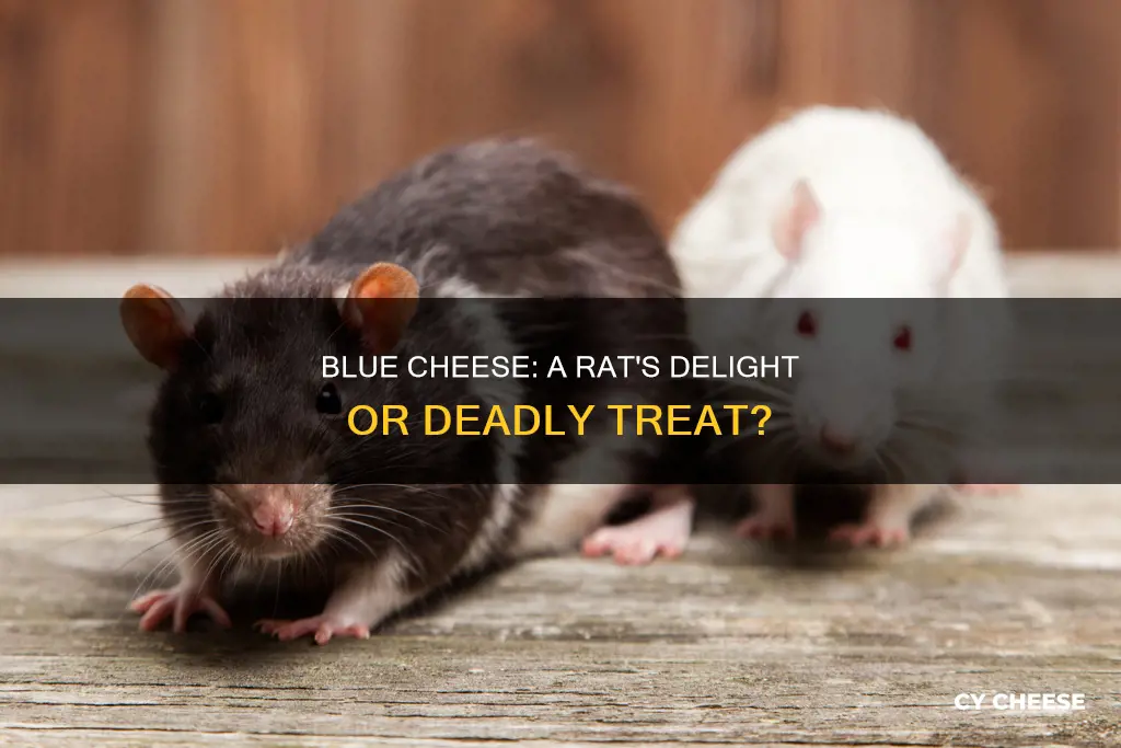 what does blue cheese do to rats