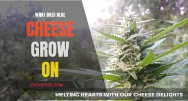 Blue Cheese Delicacy: The Science Behind Its Growth