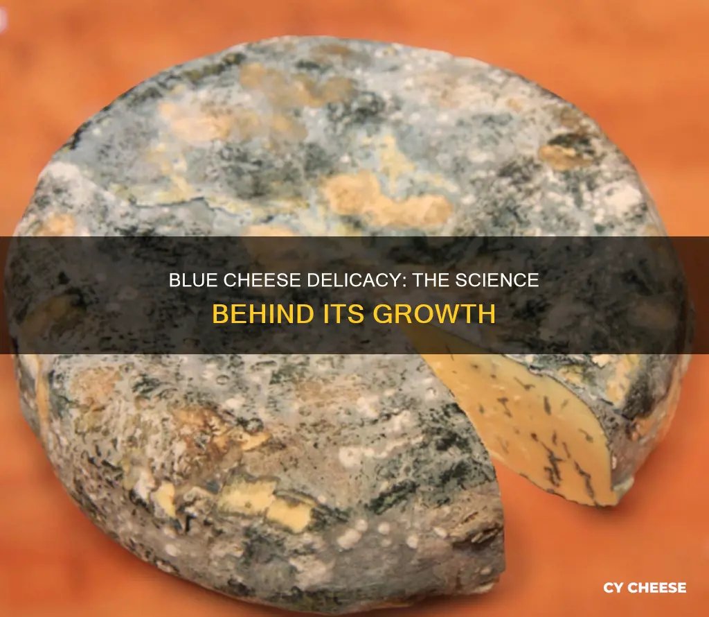what does blue cheese grow on