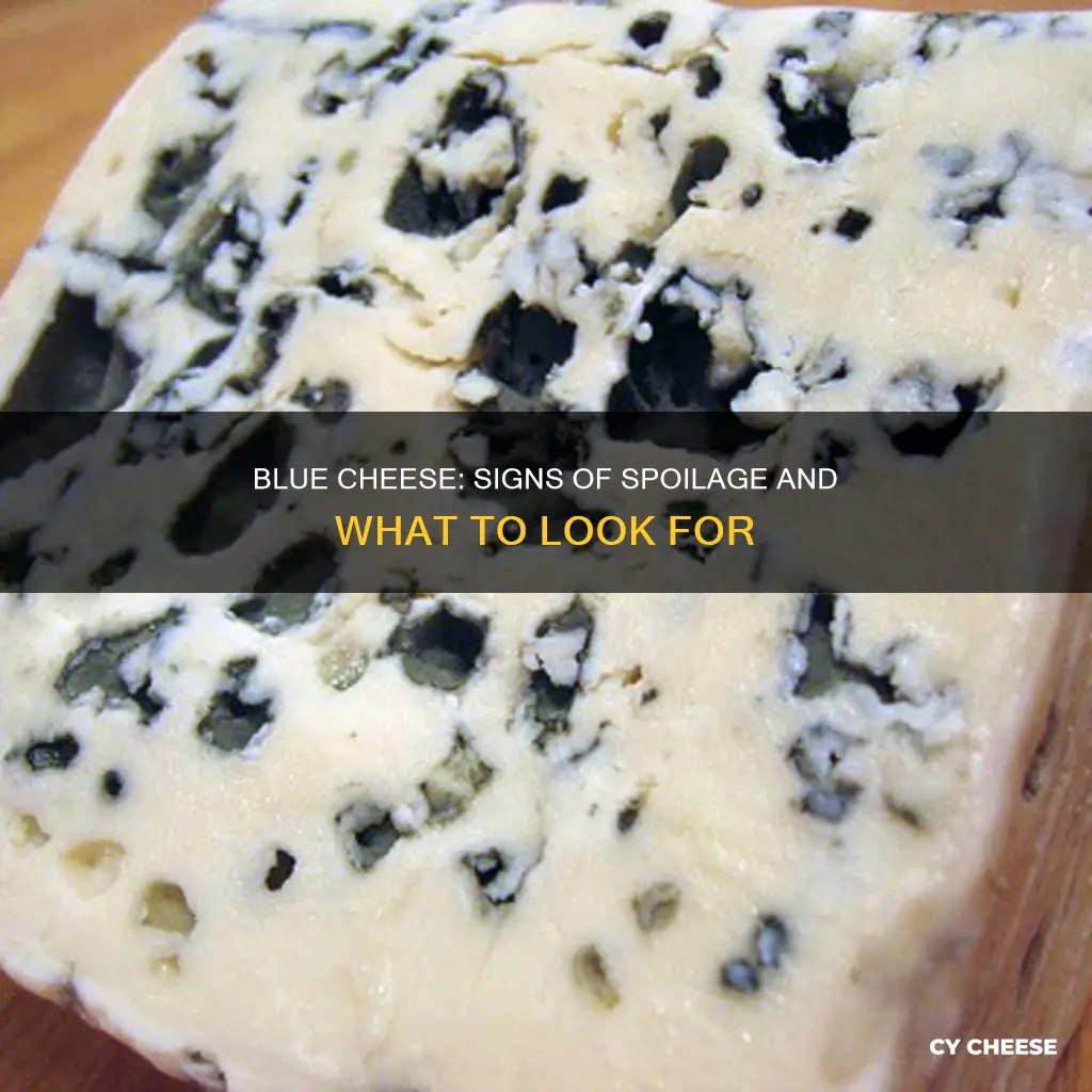 what does blue cheese look like when it goes bad